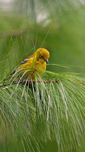 Helping Migratory Birds